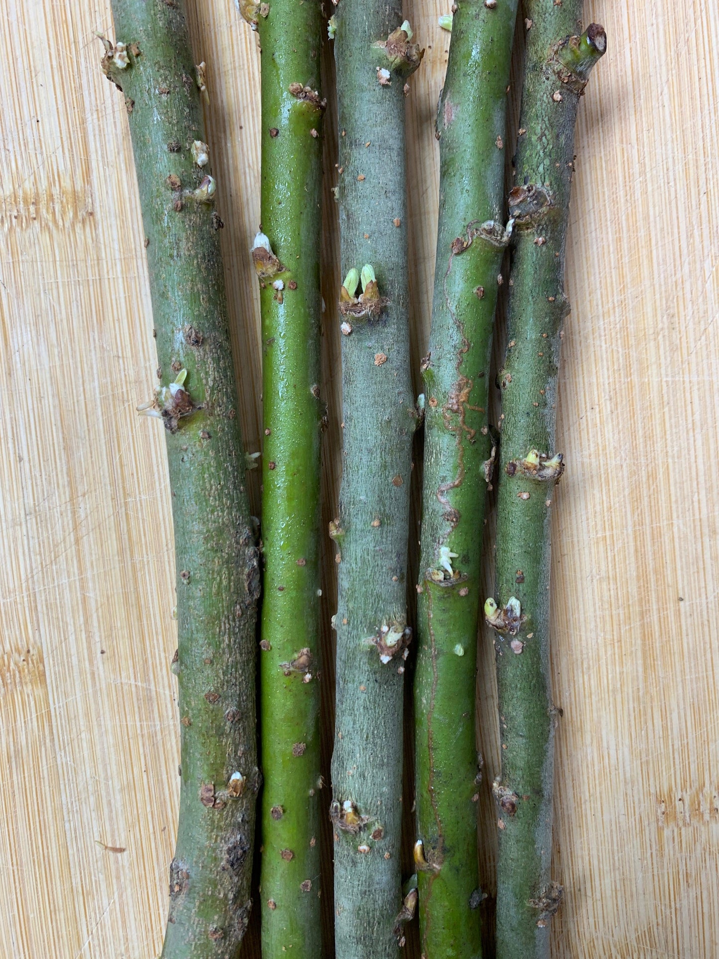 Aquatica Gigantea Germany Willow Cutting - Dingdong's Garden