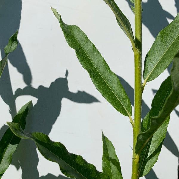 Aquatica Gigantea Germany Willow Cutting - Dingdong's Garden