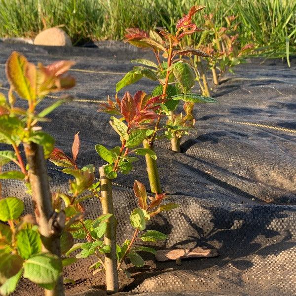 Balsam, Pear-leaf Willow Cutting - Dingdong's Garden