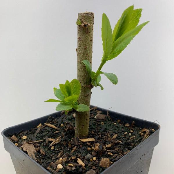 Bayberry, Blueleaf Willow Cutting - Dingdong's Garden