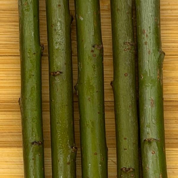 Bleu Willow Cutting - Dingdong's Garden