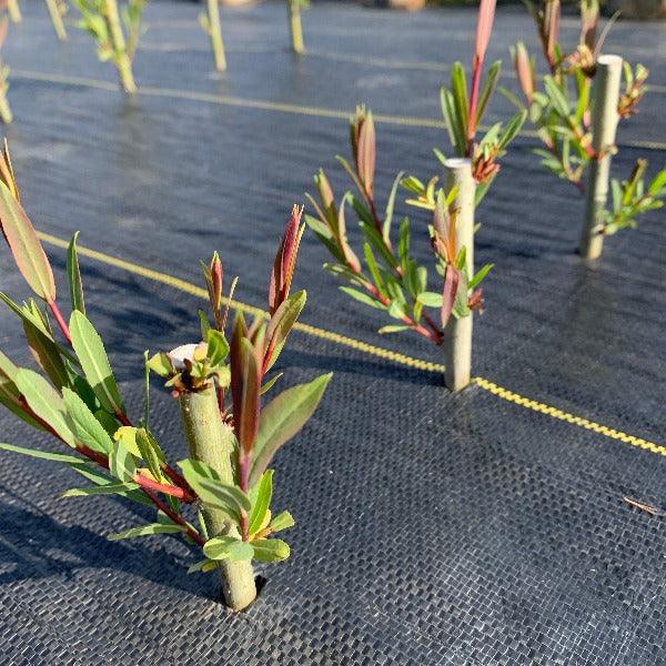 Bleu Willow Cutting - Dingdong's Garden
