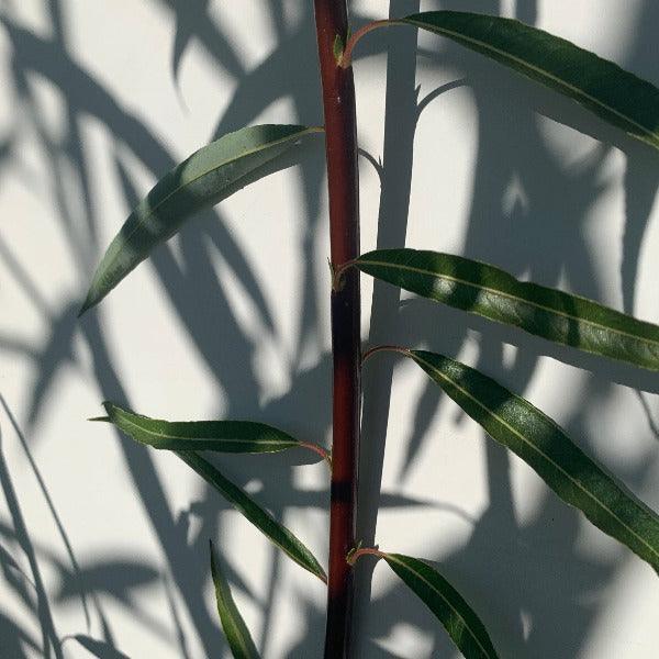 Blue Streak Willow Cutting - Dingdong's Garden