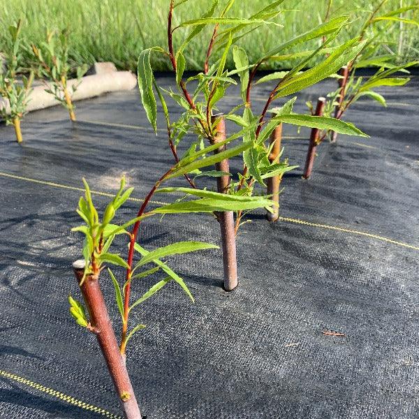 Blue Streak Willow Cutting - Dingdong's Garden