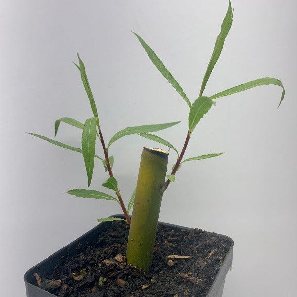 Blue Streak Willow Cutting - Dingdong's Garden
