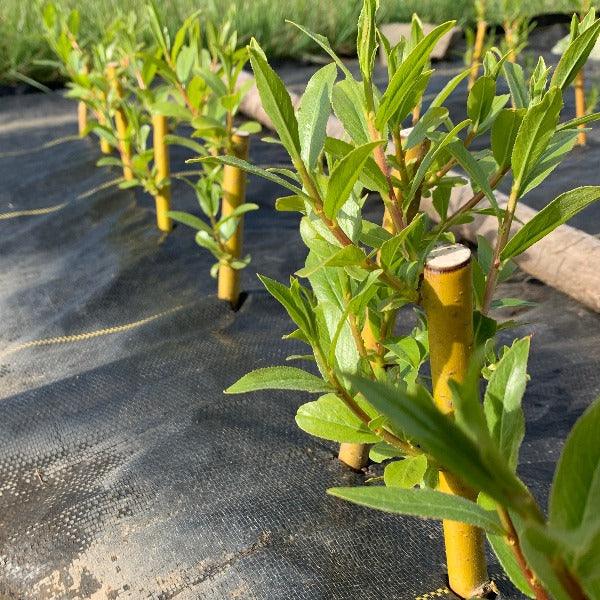 Britzensis Willow Cutting - Dingdong's Garden