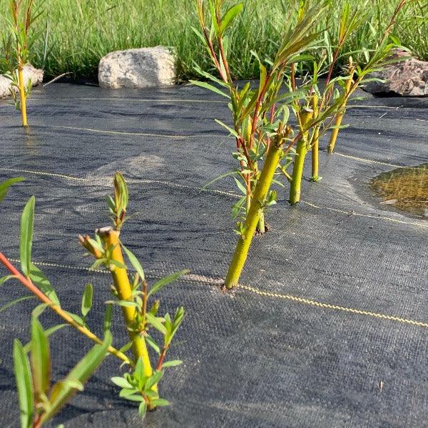 Brittany Green Willow Cutting - Dingdong's Garden