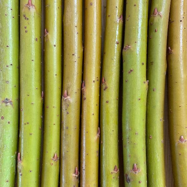 Brittany Green Willow Cutting - Dingdong's Garden