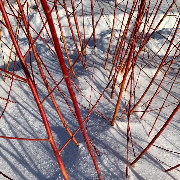 Britzensis Willow Cutting - Dingdong's Garden