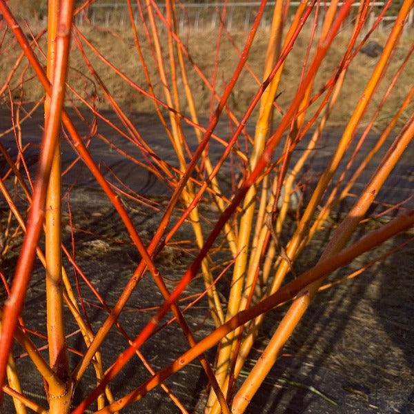 Chermesina Willow Cutting - Dingdong's Garden