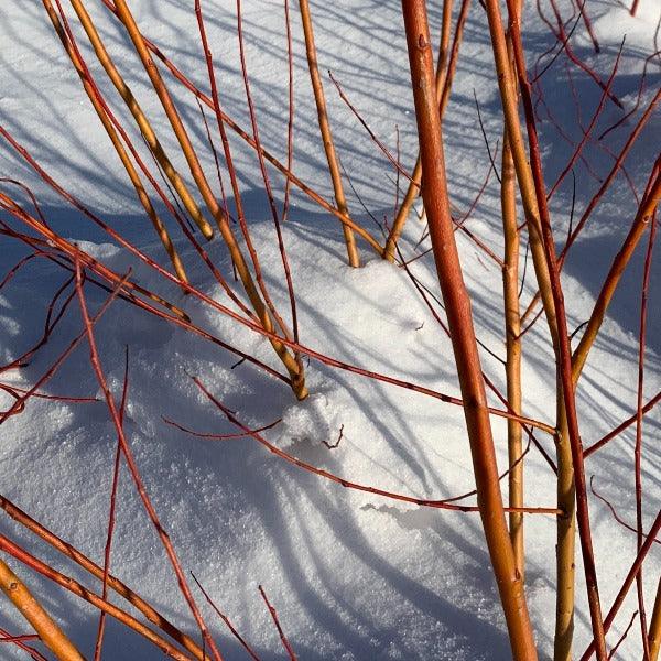 Chermesina Willow Cutting - Dingdong's Garden