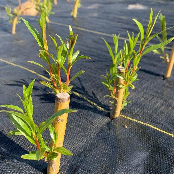 Chermesina Willow Cutting - Dingdong's Garden