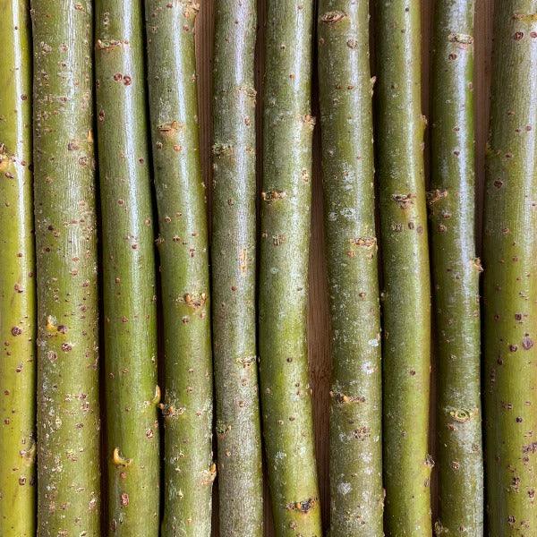 Continental Osier Willow Cutting - Dingdong's Garden
