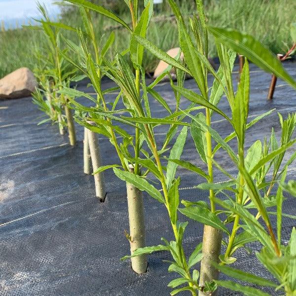 Continental Osier Willow Cutting - Dingdong's Garden