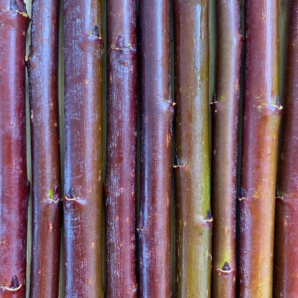 Continental Purple Willow Cutting - Dingdong's Garden