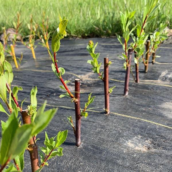Continental Purple Willow Cutting - Dingdong's Garden