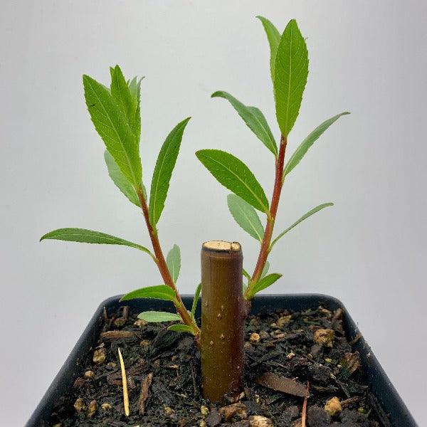 Continental Purple Willow Cutting - Dingdong's Garden