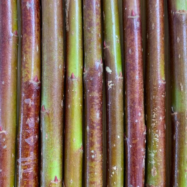 Dark Dicks Willow Cutting - Dingdong's Garden
