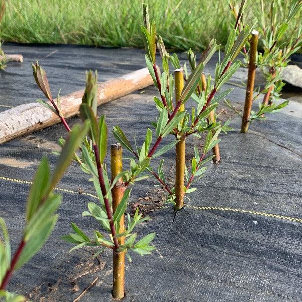 Dark Dicks Willow Cutting - Dingdong's Garden