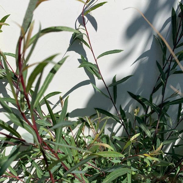 Dwarf Arctic Willow Cutting - Dingdong's Garden