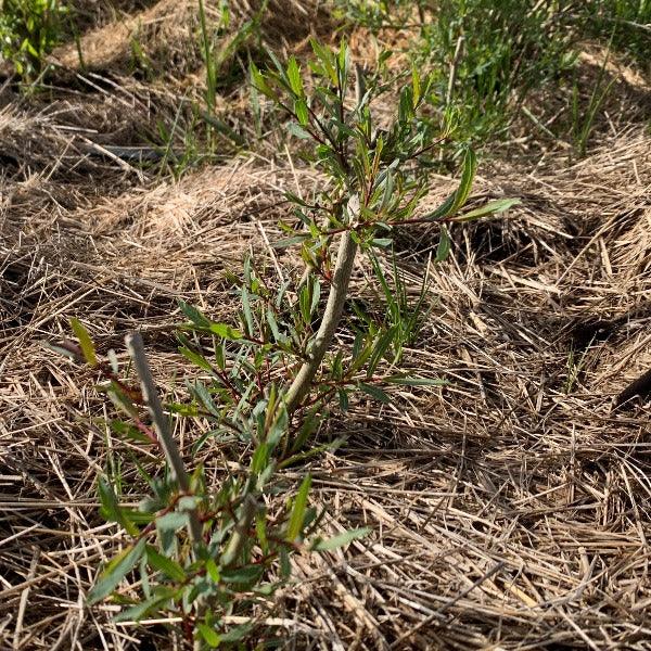 Dwarf Arctic Willow Cutting - Dingdong's Garden