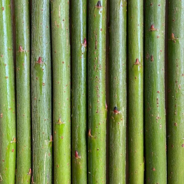 Eugene Willow Cutting - Dingdong's Garden