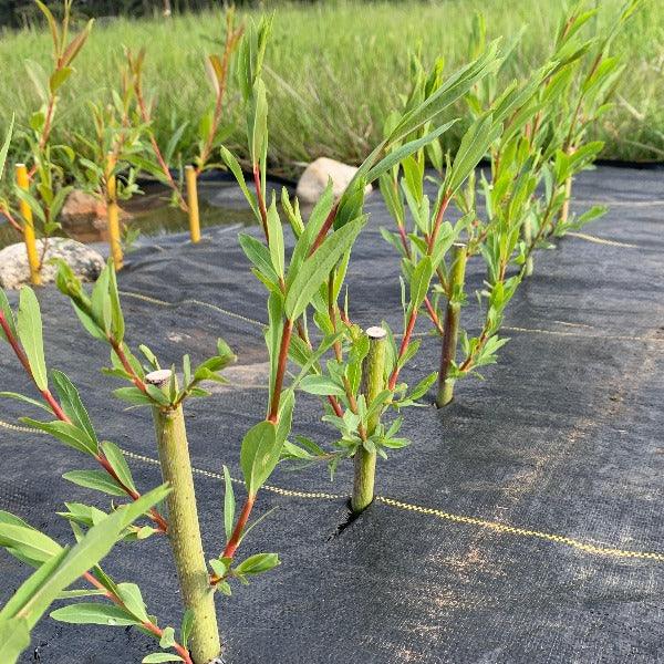 Eugene Willow Cutting - Dingdong's Garden