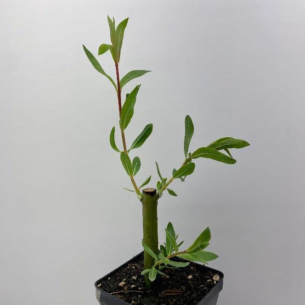 Eugene Willow Cutting - Dingdong's Garden