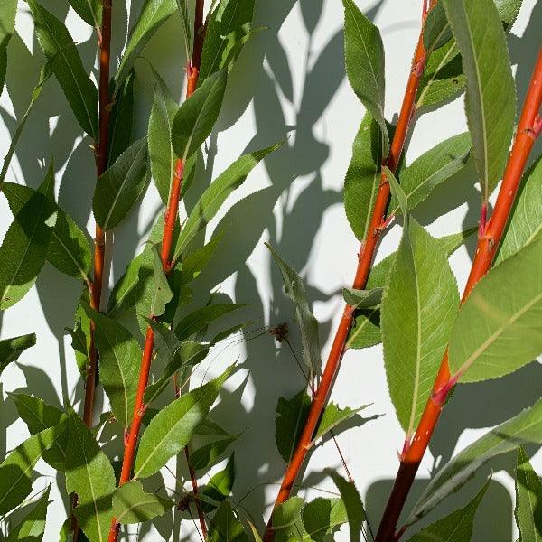 Flame Yellow Willow Cutting - Dingdong's Garden