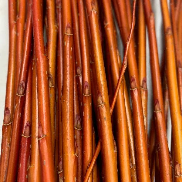 Flame Willow Cutting - Dingdong's Garden