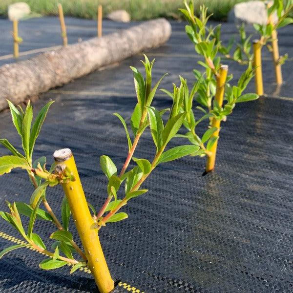 Flame Yellow Willow Cutting - Dingdong's Garden