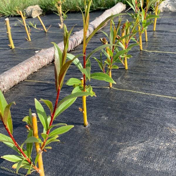 Fransgeel Rood Willow Cutting - Dingdong's Garden