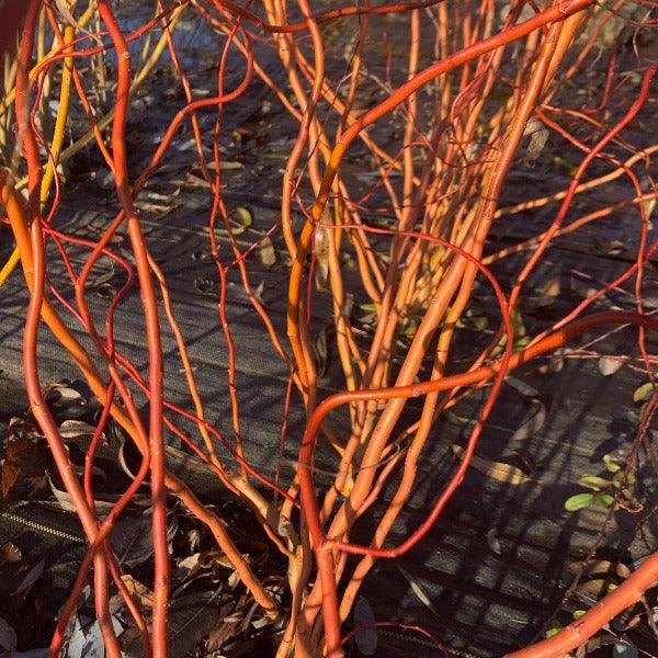 Golden Curls Willow Cutting - Dingdong's Garden