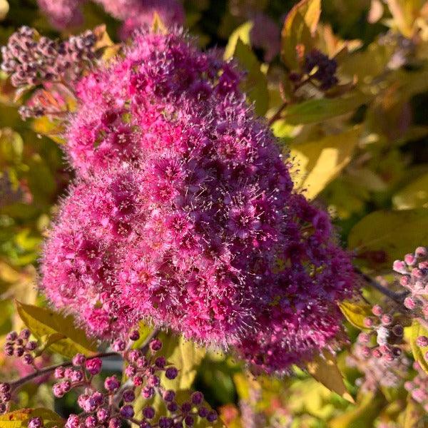 Goldmound Spirea Cutting - Dingdong's Garden
