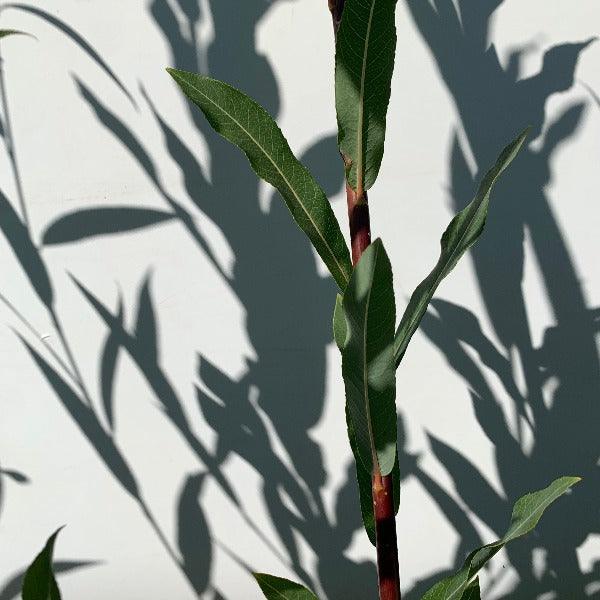 Holland Willow Cutting - Dingdong's Garden
