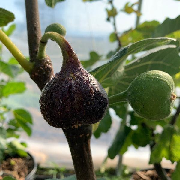 Makadonia Dark Fig Cutting - Dingdong's Garden