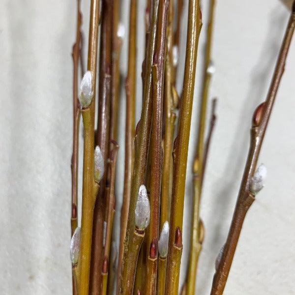 Irette Willow Cutting - Dingdong's Garden