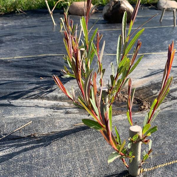 Irette Willow Cutting - Dingdong's Garden
