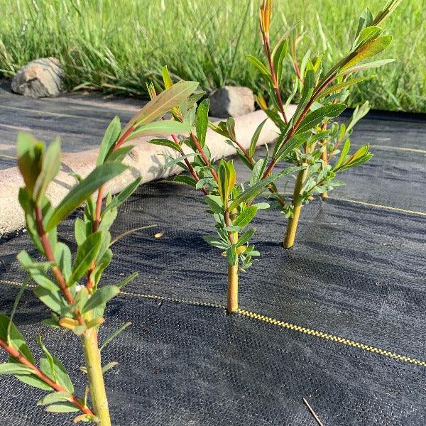 Jagiellonka Willow Cutting - Dingdong's Garden