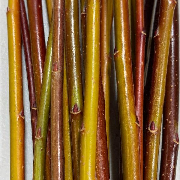 Japanese, Miyabe Sx64 Willow Cutting - Dingdong's Garden