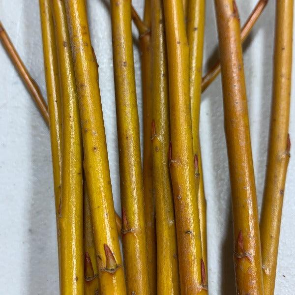 Jaune de Falaise Willow Cutting - Dingdong's Garden