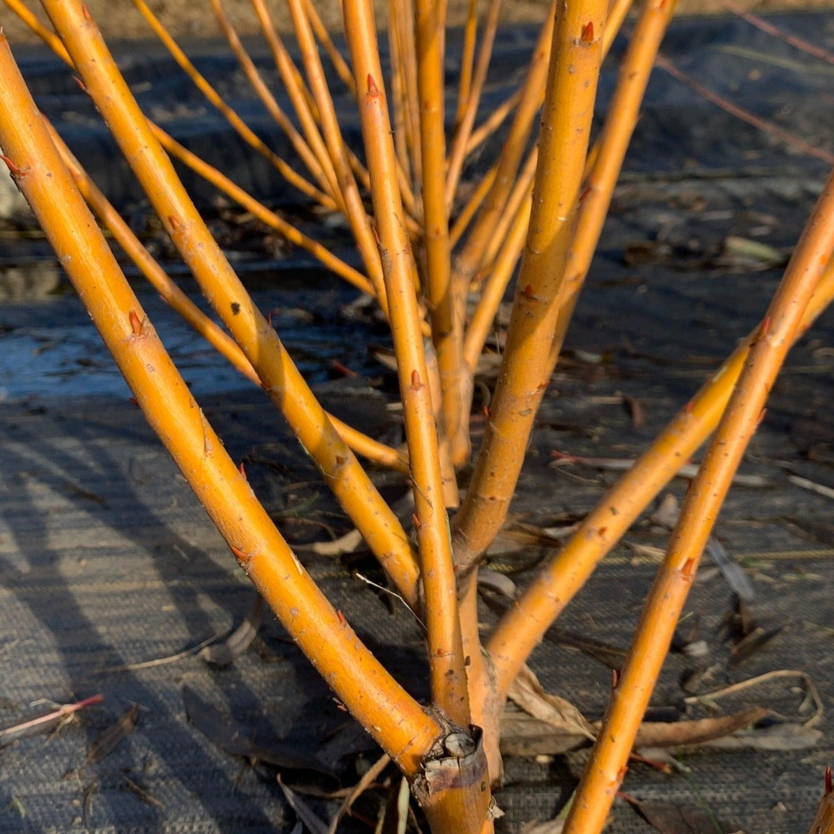 Jaune de Falaise Willow Cutting - Dingdong's Garden