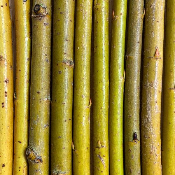 Kaat Willow Cutting - Dingdong's Garden
