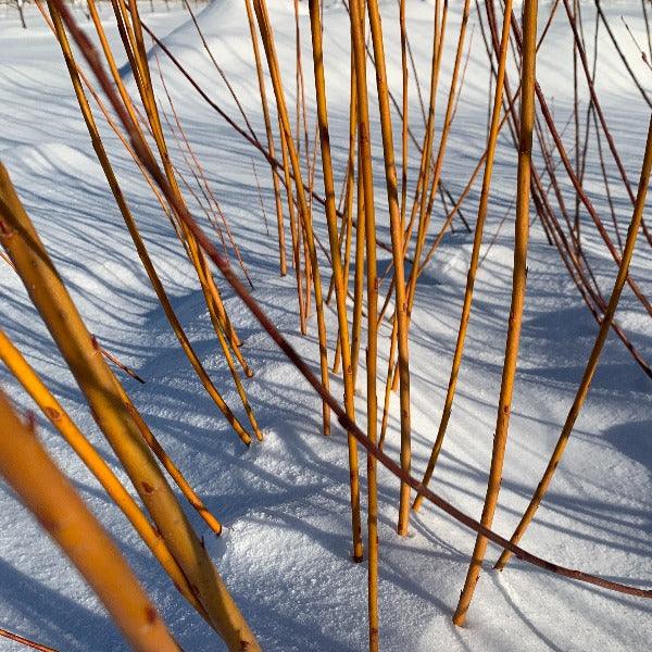 Kaat Willow Cutting - Dingdong's Garden