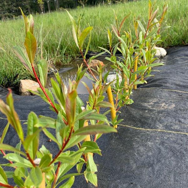 Kaat Willow Cutting - Dingdong's Garden