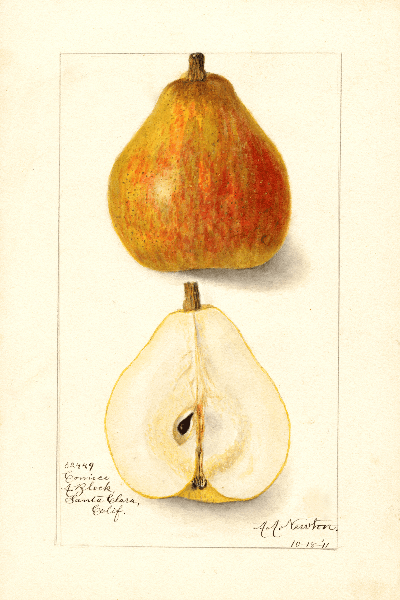 Pear, Comice 