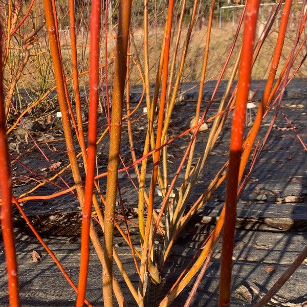 Japanese, Miyabe Sx64 Willow Cutting - Dingdong's Garden
