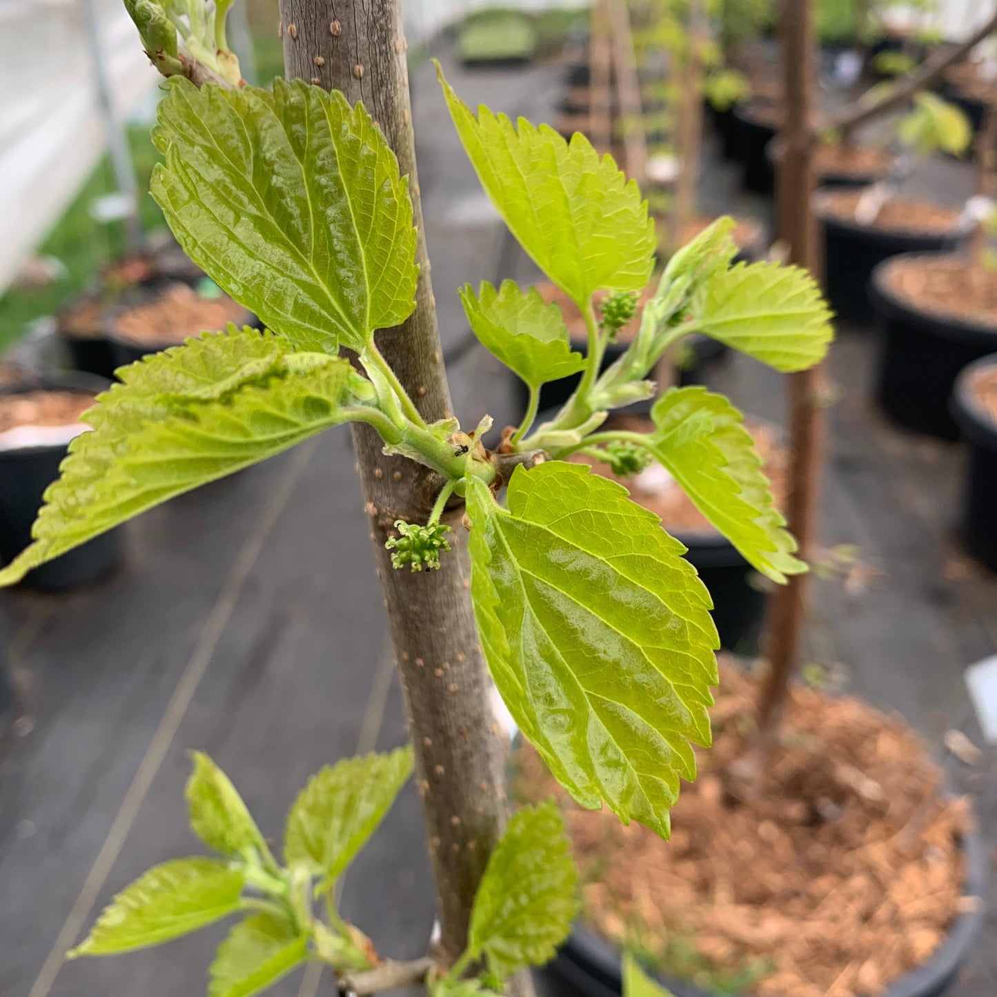 Shelli Mulberry Cutting - Dingdong's Garden