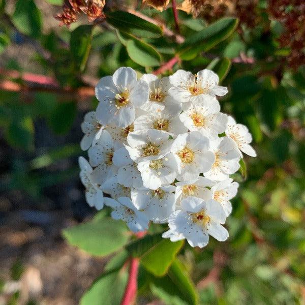Bridal Wreath, Vanhoutte Spirea Cutting - Dingdong's Garden