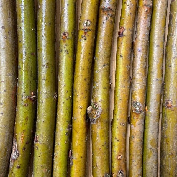 Balsam, Pear-leaf Willow Cutting - Dingdong's Garden